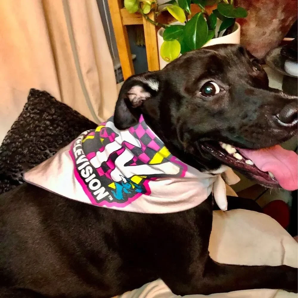 Upcycled T-Shirt Dog Bandana | Eco Friendly Graphic Pet Scarf | Choose Style